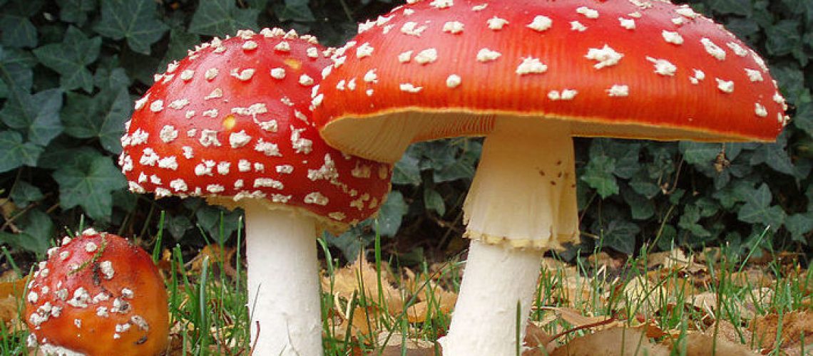 w700_amanita_muscaria1